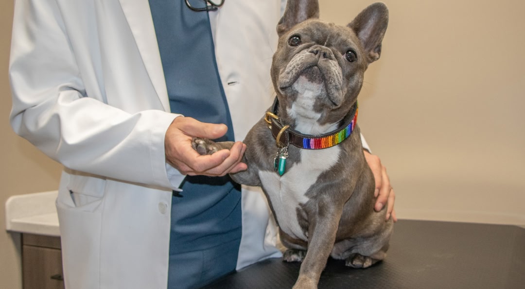 happy puppy after receiving veterinary appointment from Core Vet Animal Hospital in Stamford CT