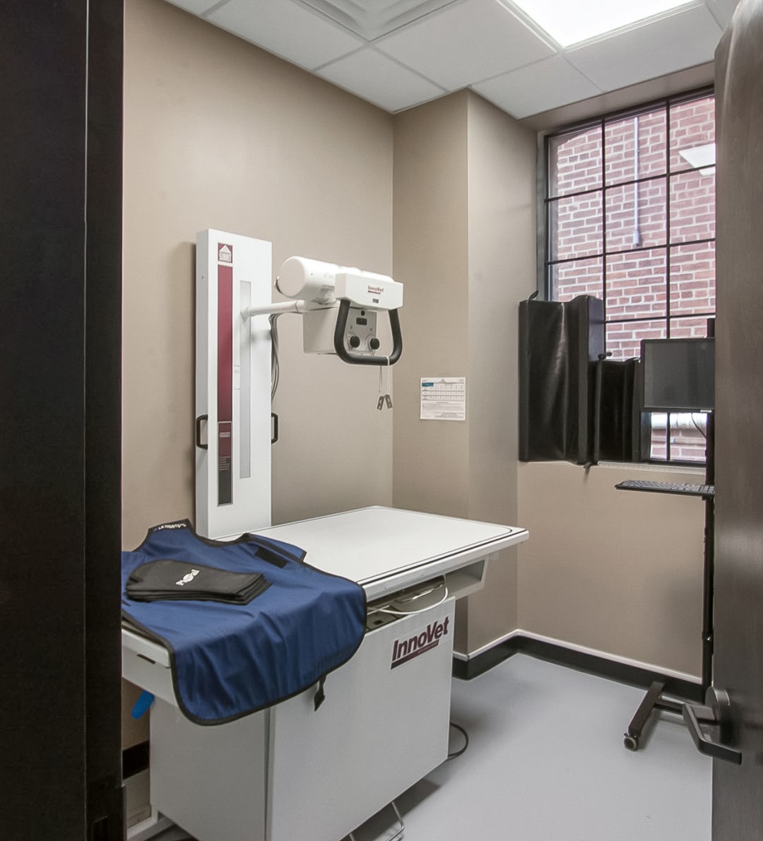 pet x rays from Core Vet Animal Hospital in Stamford CT