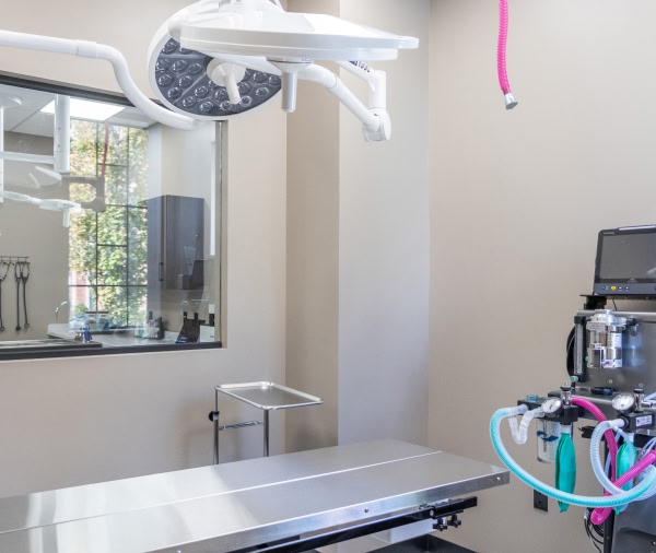 cat receiving veterinary care from Core Vet Animal Hospital in Stamford CT