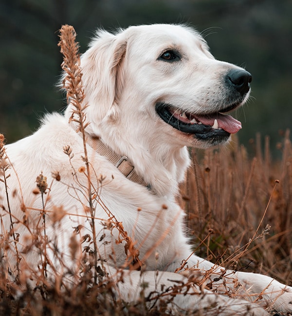 dog in nature after receiving veterinary treatments from Core Vet Animal Hospital in Stamford CT 