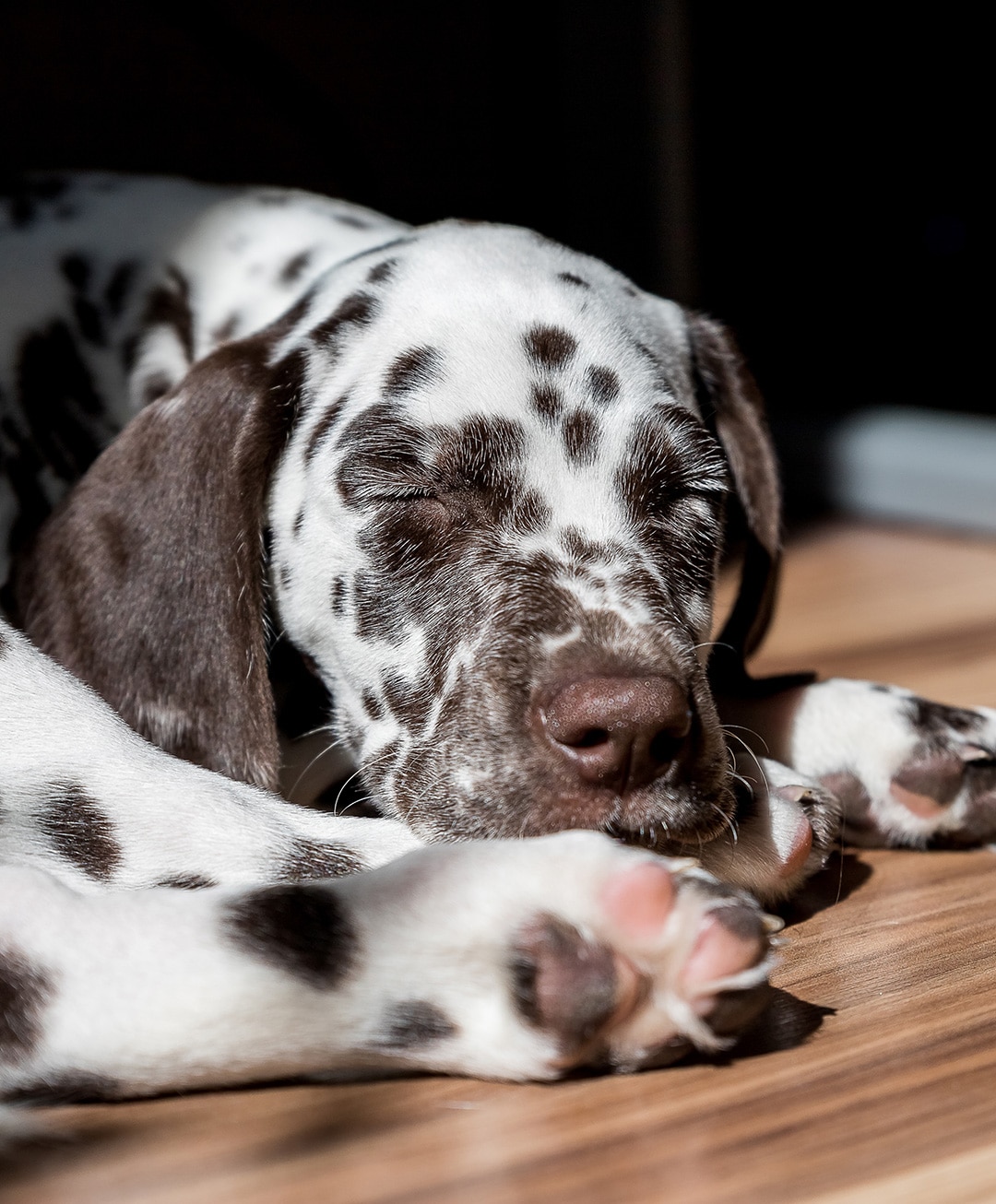 puppy after veterinary care appointment from Core Vet Animal Hospital in Stamford CT 
