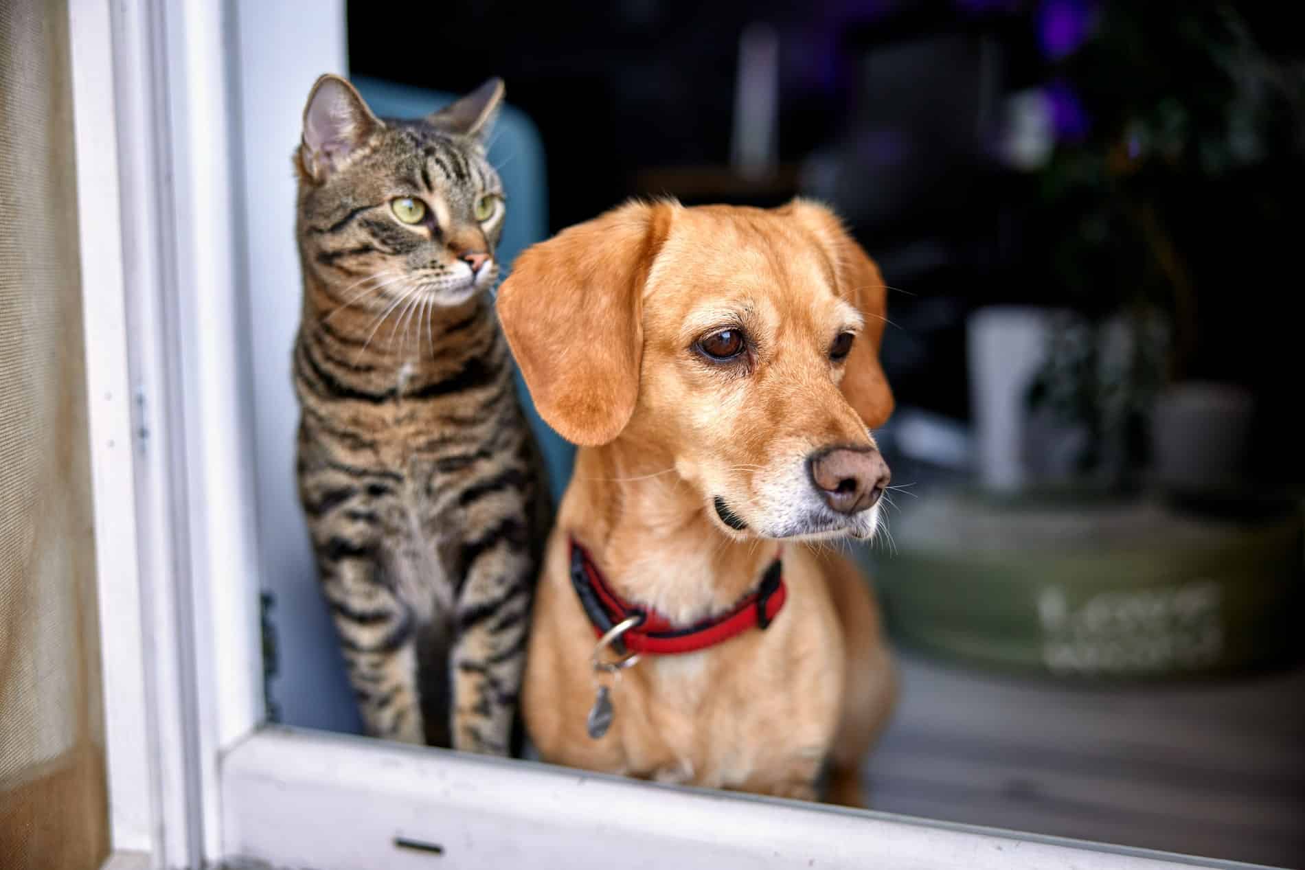 exceptional preventative pet care treatments from Core Vet Animal Hospital in Stamford CT