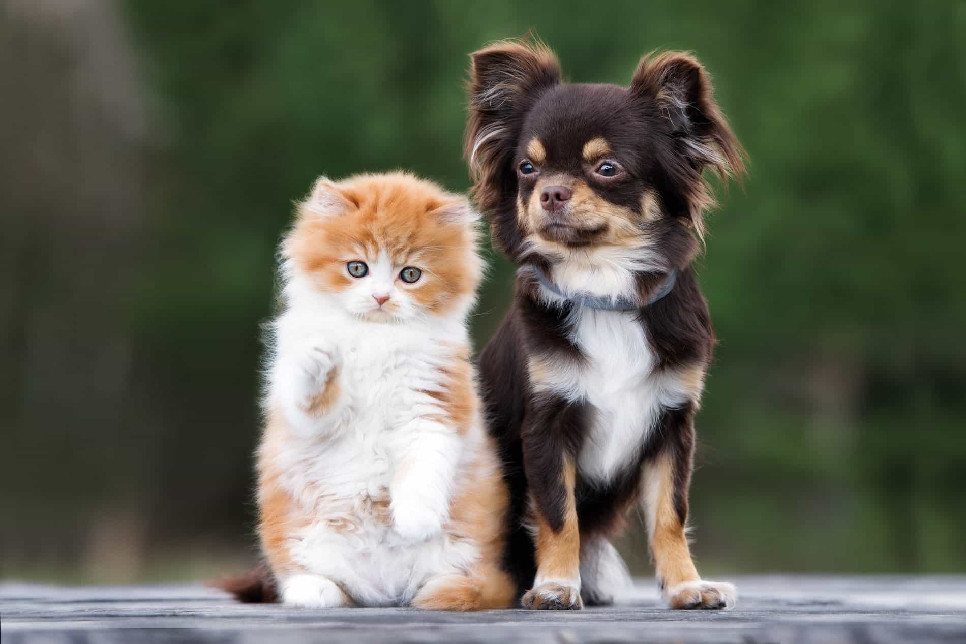 Diagnostics_1900x1267-min advanced veterinary diagnostics from Core Vet Animal Hospital in Stamford CT