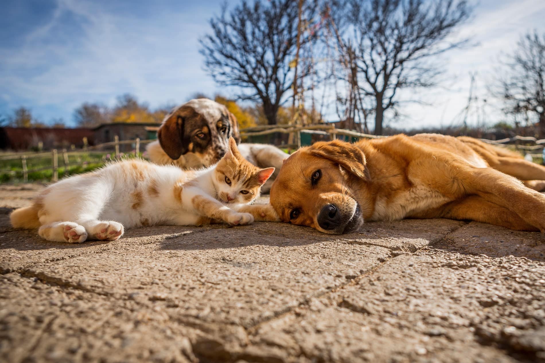 animal imaging services from Core Vet Animal Hospital in Stamford CT