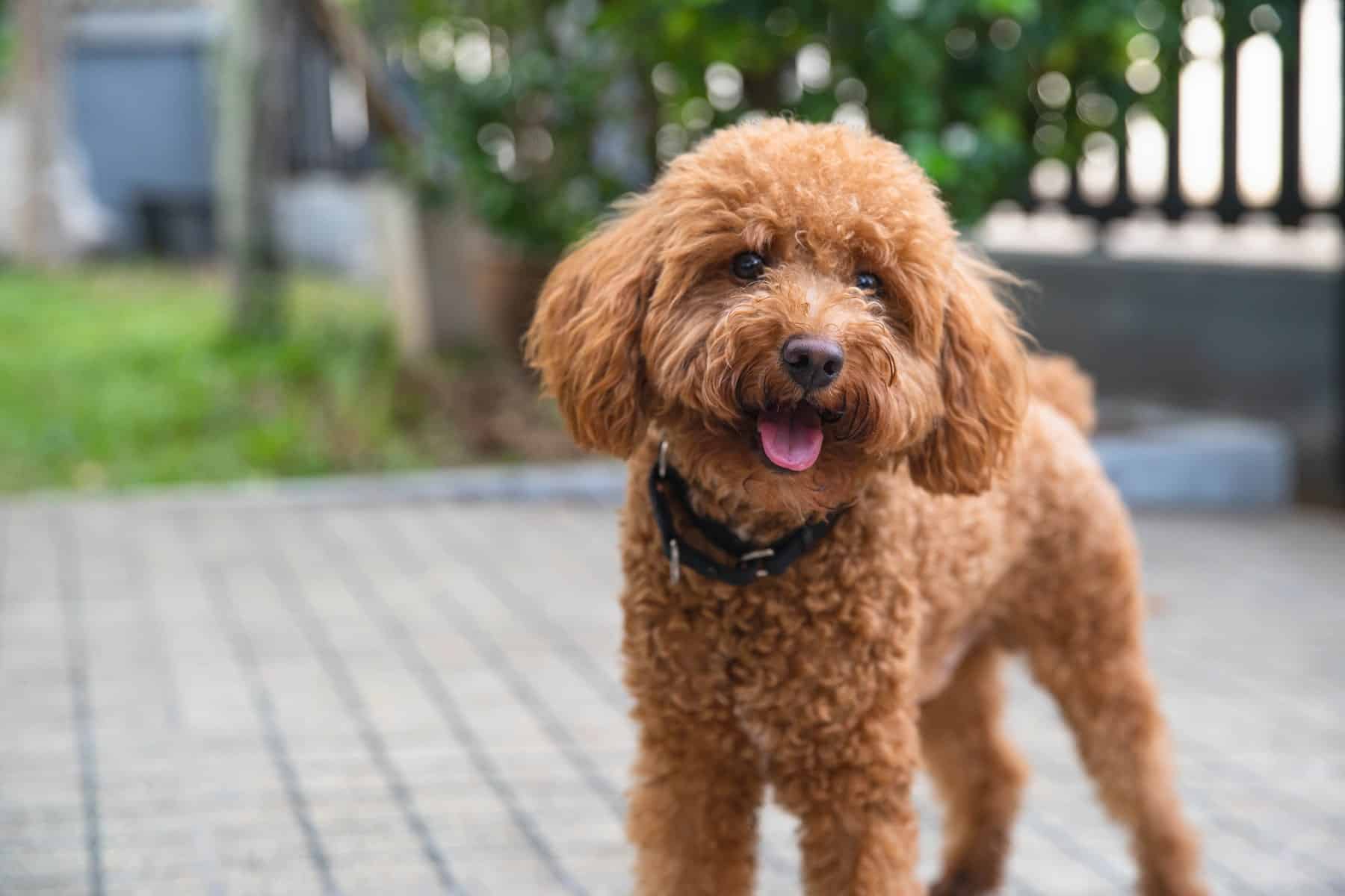 veterinary surgical care from Core Vet Animal Hospital in Stamford CT