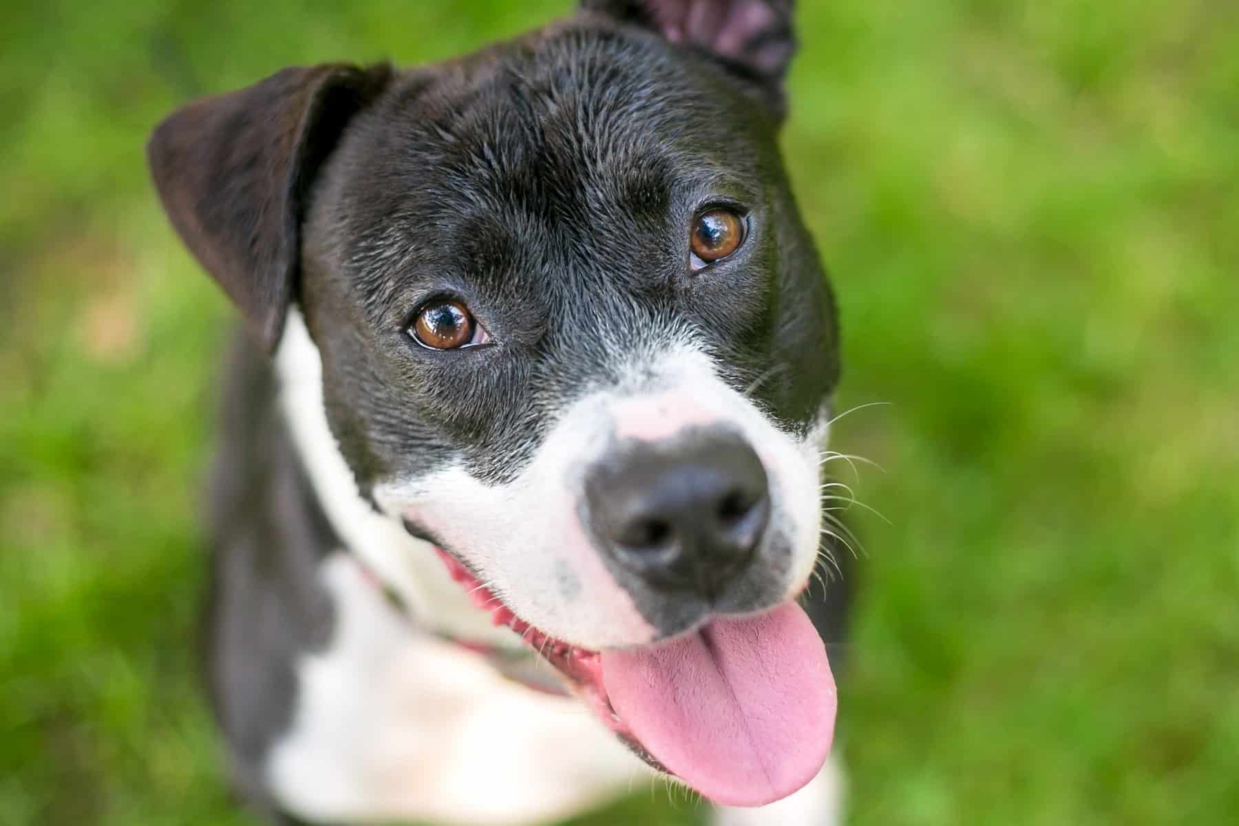 aged based veterinary care from Core Vet Animal Hospital in Stamford CT